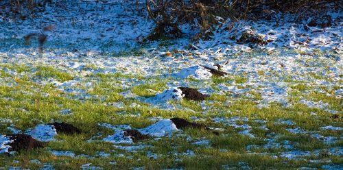 2025 12 25 Wühlmaushügel Schwarzweiß1